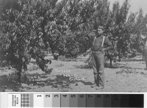 Turlock peach orchard