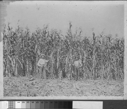 Photograph of two men beside cornstalks twice their height