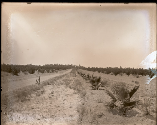 A dirt road with Palms planted along the side, near Turlock, California, circa 1910