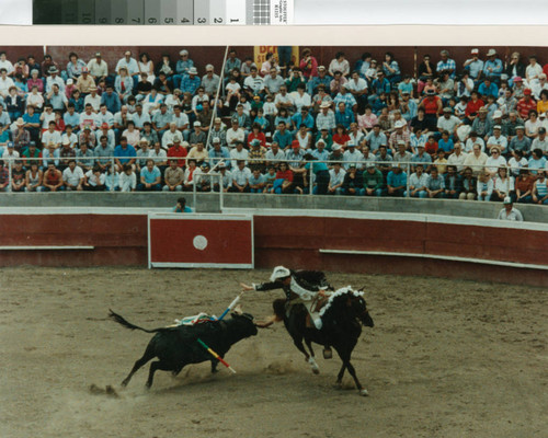 A horseman and a bull in a bloodless bullfight near Crows Landing, California, April 30, 1989