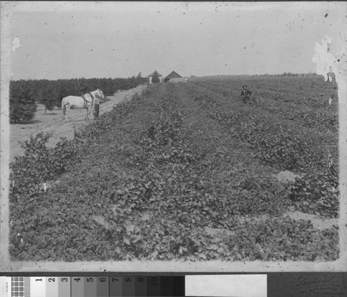 One of the first peach orchards to be planted in the district, near Turlock, California