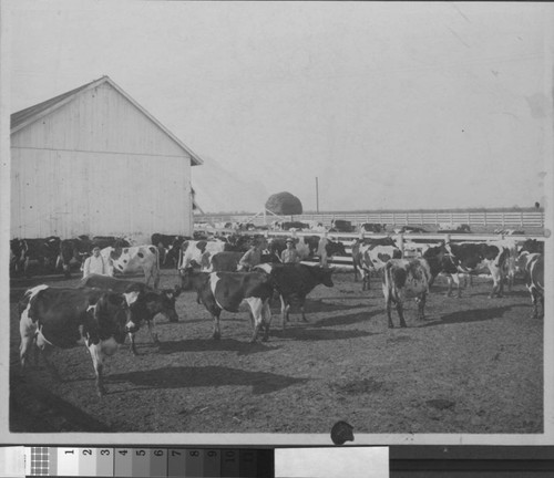 Dairy farming near Turlock, California, circa 1910