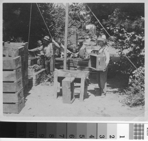 Unidentified men and children prepare peaches near Turlock, California