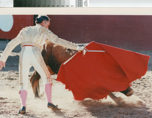 A traditional red cape is used in a bloodless bullfight near Escalon, California, July 2, 1989