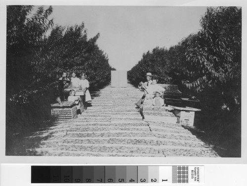 Fruit drying in Claus Lindblom's orchard, near Turlock, California