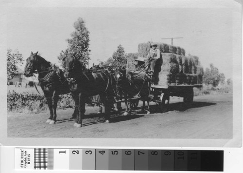 Alvin Lindwall drives a horse drawn wagon loaded with hay bales