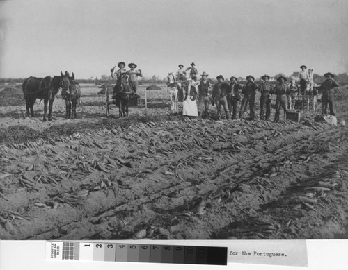 Portuguese pioneer farmers celebrate an abundant sweet potato harvest, circa 1905