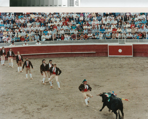 The forcados (bull grabbers) line up in a bloodless bullfight near Crows Landing, California, April 30, 1989