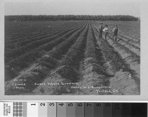 Sweet Potato Growers, Happy and Prosperous! Turlock, Cal