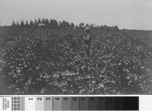 3 year old vineyard, Turlock, Cal