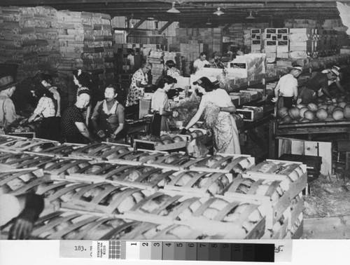 Mechanized melon packing in Turlock, California, circa 1945