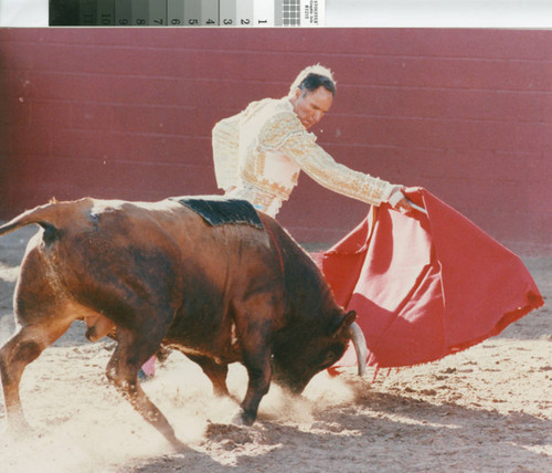 A fighting-bull charges a matador's muleta (red cape) near Escalon, California, July 2, 1989