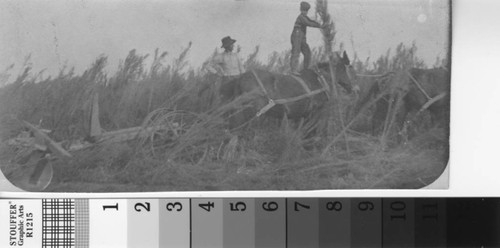 A boy stands on a mule that is tandem hitched to a harrow disk near Turlock, California