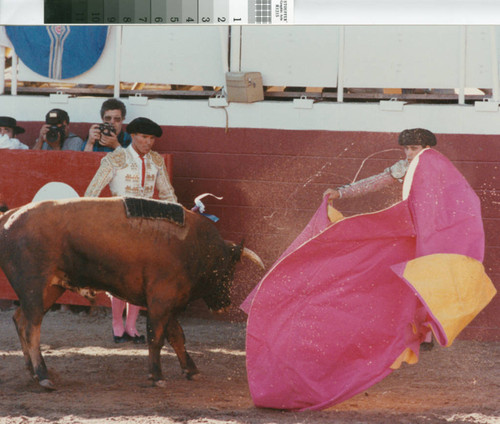 A bull is ritually tested for its ferocity in a bloodless bullfight near Escalon, California, July 2, 1989