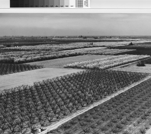 Aerial photograph of blooming almond orchards, 1971 March 7