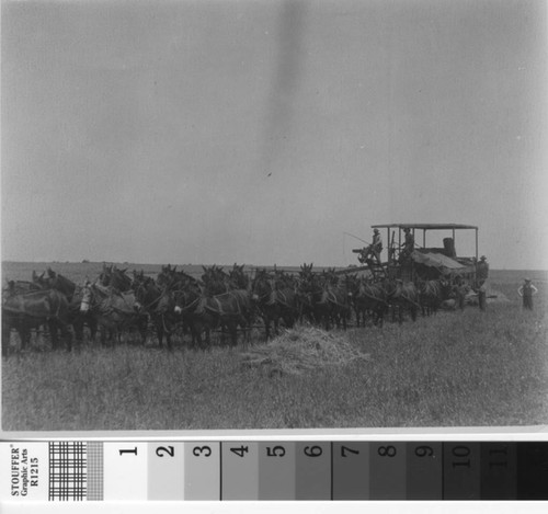 Tully Tract in 1908, second view of wheat harvest