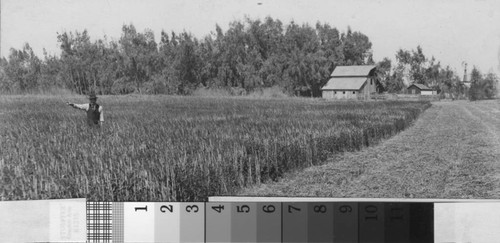 An unidentified man points off into the distance near Turlock, California, circa 1905