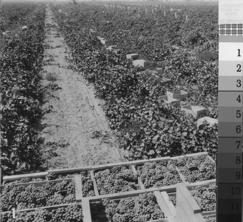 Boxes of fresh table grapes are stacked in a field near Turlock, California