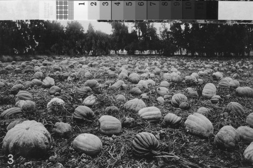 A photograph of a field of melons near Turlock, California, circa 1910