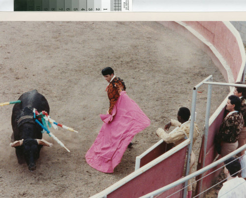 A toureiro (matador) engages a bull in a bloodless bullfight near Escalon, California, July 2, 1989