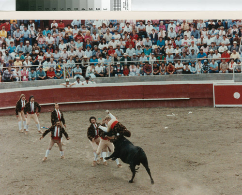 A team of forcados tackle a fighting bull near Crows Landing, California, April 30, 1989