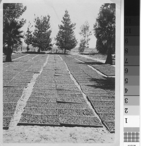 Flats of peaches drying in the sun, near Turlock, California, circa 1925