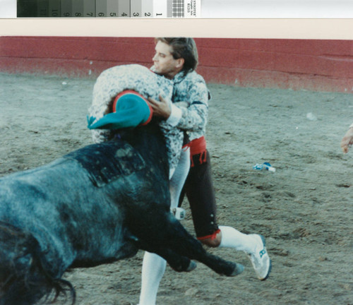 Two men are tackling a fighting bull near Escalon, California, July 2, 1989