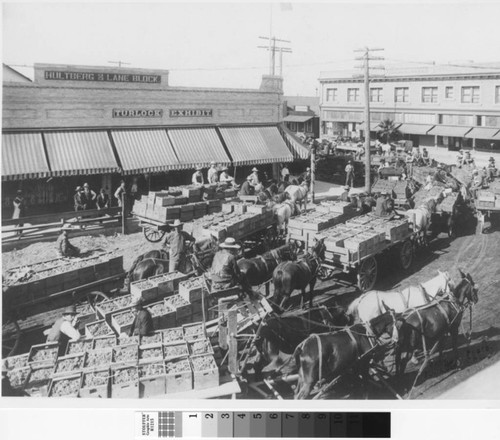 Wagon loads of boxed grapes in Turlock, California, circa 1909