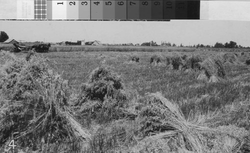 Reaping wheat and shrives of wheat are stacked across a field, circa 1905