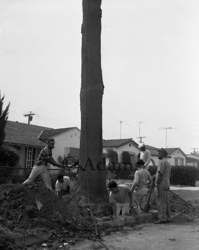 Removing tree, Los Angeles, 1966