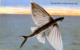 Flying Fish, Catalina Island, Cal