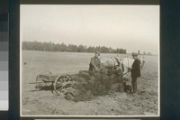 No. 1. Grape cuttings being unloaded in the field for planting in the nursery