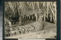 No. 170. Grape and peach exhibit