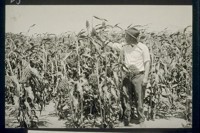 No. 71. Milo maize, August 1921