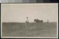 [men and mules in field]
