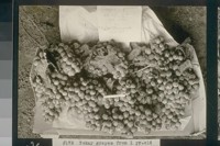 No. 172. Tokay grapes from 1 yr. old vine. Wm. Girdwood. allot. 200