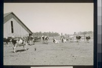 No. 127. Holsteins in barn yard - allot. M. Widener