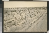 No. 148. General view, University experimental farm orchard, July 1922