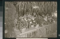 No. 182. Dahlia Exhibit, Delhi Fair, Sept. 1922
