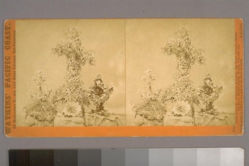 (Flowers from Mr. W. B. Ewer's grave, presented by Mrs. B. Ewer.; on verso)