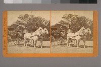 [Man in horse-drawn carriage]