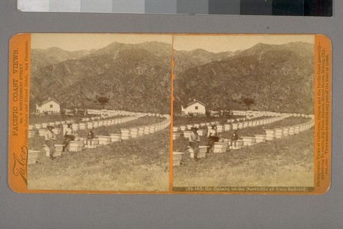 An Apiary on the foothills of San Gabriel