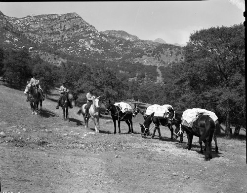 NPS Groups, Training Mule Pack String, Corrals. Roy Lee Davis, Jr. pictured, stock use