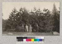 Mixed plantation of European Larch and Red Pine at Great Bear Springs near Syracuse, NY. Planted 1909 by the Water Company. Left to right: Pritchard, Moon, N. C. M., and Belyea