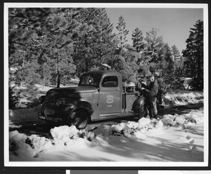 Man on a snowy flat fastening a fallen tree into the back of a pickup truck, ca.1930