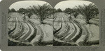 Dates 10A. - Irrigating a date garden. These trees were taken from nursery and planted three years ago. Coachella Valley, Calif., 193