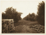 Orchards of American Olive Colony at Oroville on line of Western Pacific R.R