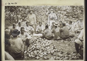 Harvesting cocoa in the Botanical Garden, Victoria. Cameroon