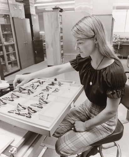 Photograph of student working with butterflies in a laboratory