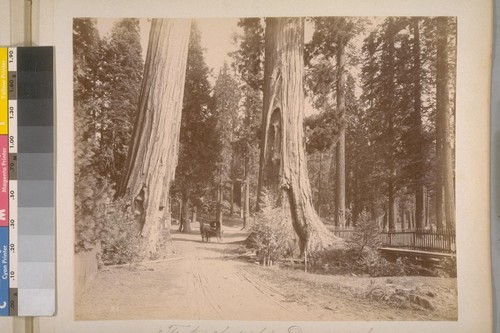 The "Two Sentinels"--Diameter 23 feet. Calaveras big trees grove--12 miles from Sheep Ranch. [No.] 25